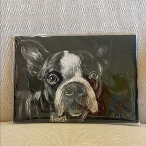 Black and White Boston terrier  Dog Portrait